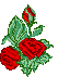 roses-02.gif