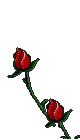 roses-08.gif