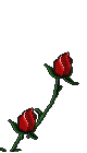 roses-09.gif
